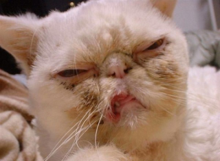 Illustration for article titled Some of the Ugliest Cats on the Internet